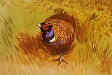 A Cock Pheasant by Archibald Thorburn